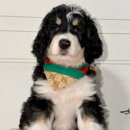 Blossom - Tri-color female Bernedoodle puppy in Beecher, Illinois from Erica’s Doodles