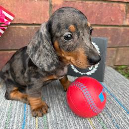 Dachshund puppies from Skyview Doxie Ranch