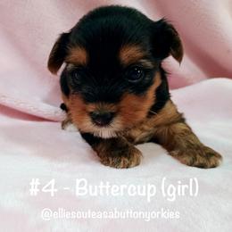 Buttercup - Black and tan female Yorkshire Terrier puppy in New Holland, Pennsylvania from Ellie's Cute as a Button Yorkies