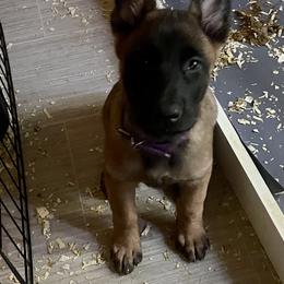 Belgian Malinois Puppies from BlueStone