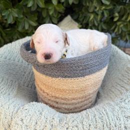 Kathani - Parti female Goldendoodle puppy in Barstow, California from Golden Desert Doodles