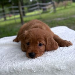 Red Boy - Dark golden male Golden Retriever puppy in Maysville, North Carolina from Gold Rush Retrievers
