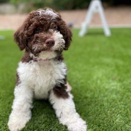 Red - Brown Lagotto Romagnolo puppy in Westlake, Oregon from Premier Truffles