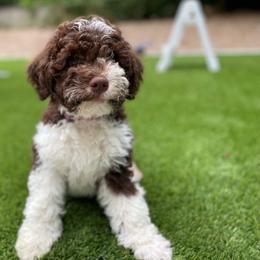 Red - Brown Lagotto Romagnolo puppy in Westlake, Oregon from Premier Truffles