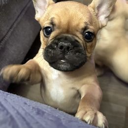 Red Fawn - Fawn French Bulldog puppy in Medina, Ohio from Frenchies Du Jour