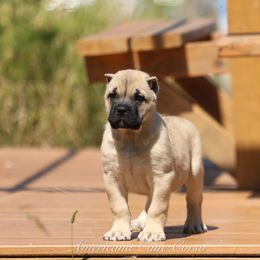 Daisy - Fawn female Cane Corso puppy in Cable, Ohio from Americana Cane Corso