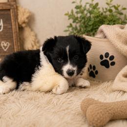 Haddie - Black & white female Miniature Australian Shepherd puppy in Jones, Oklahoma from J&R Aussies/Shih Tzu