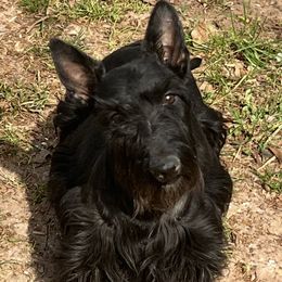Cookie - Scottish Terrier