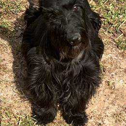 Cookie - Scottish Terrier
