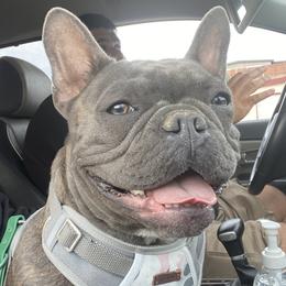 Lagertha - French Bulldog