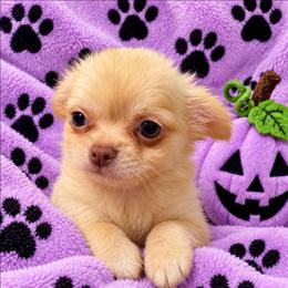 Honey - Fawn female Chihuahua puppy in Kyle, Texas from joy of chihuahuas tx
