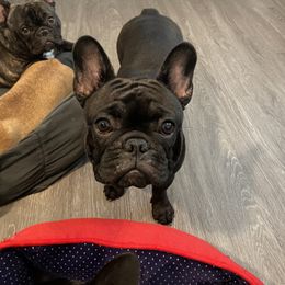 French Bulldog Puppies from Peaceful Prayers French Bulldogs