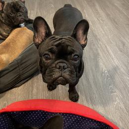 French Bulldog Puppies from Peaceful Prayers French Bulldogs