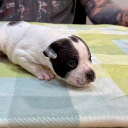 Girl 1 - White and brindle female Staffordshire Bull Terrier puppy in Lakeland, Florida from English Creek Staffords