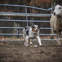 Violet - Blue merle female Australian Shepherd puppy in Newport, Rhode Island from Wildlings Australian Shepherds