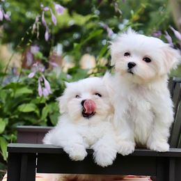 Maltese Puppies from Leona's Maltese