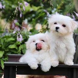 Maltese Puppies from Leona's Maltese