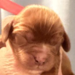 Willow Rose - Ruby female Cavalier King Charles Spaniel puppy in Ridgeville, South Carolina from Misty Meadow Cavaliers