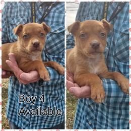 Boy 4 - Red male Australian Kelpie puppy in Bradford, Arkansas from Cedar Rock Heelers and Kelpies