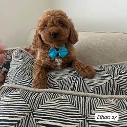 Ethan - Red  male Goldendoodle puppy in Mint Hill, North Carolina from DoodleForever