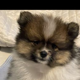 Boy 1 - Tri-colored Pomeranian puppy in Skipperville, Alabama from Nay Nay’s Babies