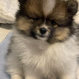 Boy 1 - Tri-colored Pomeranian puppy in Skipperville, Alabama from Nay Nay’s Babies