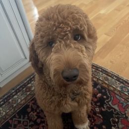 Frank - Goldendoodle
