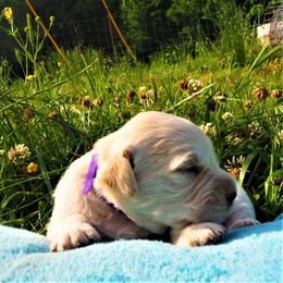Goldendoodle and Golden Retriever Puppies from Golden Puppies USA