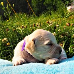Goldendoodle and Golden Retriever Puppies from Golden Puppies USA