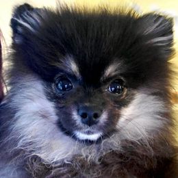 Pomeranians from Molly Poms