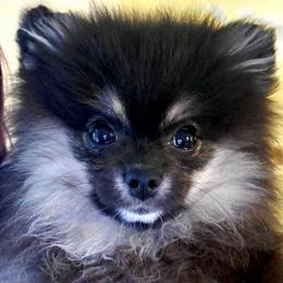 Pomeranians from Molly Poms