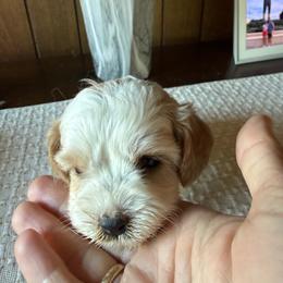 Finley - Apricot and white male Cavachon puppy in Kerrville, Texas from Blount pups
