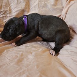 Cane Corso and Great Dane Puppies from RC RANCH GREAT DANES