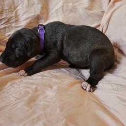 Cane Corso and Great Dane Puppies from RC RANCH GREAT DANES
