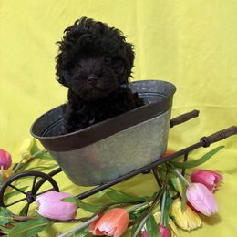OP Lt blue - Brown male Schnoodle puppy in Benson, North Carolina from A Bundle of Love