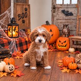 Duke - Red  male Goldendoodle puppy in Roseburg, Oregon from Dbos Furry Friends