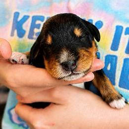 Radiohead - Tri-color male Bernedoodle puppy in Louisville, Arkansas from Darlin’s Doodles