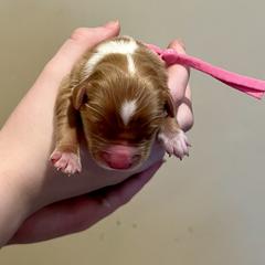 What - Red gold female Nova Scotia Duck Tolling Retriever puppy in Albany, New York from Sardonyx Canines