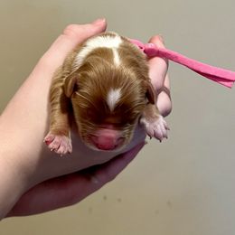 What - Red gold female Nova Scotia Duck Tolling Retriever puppy in Albany, New York from Sardonyx Canines