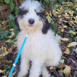 Zeke - Black white and tan male Cockapoo puppy in Connersville, Indiana from MoonShine Babies