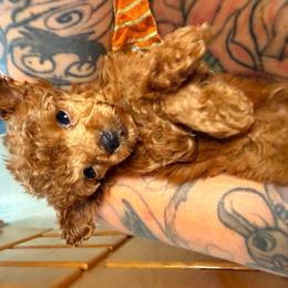 Penelope - Red  female Poodle puppy in Salem, Oregon from Oregon Poodle Oodle Doodles