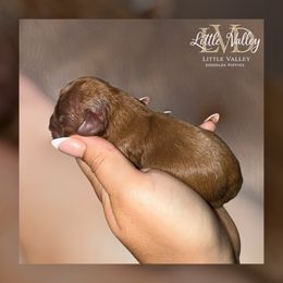 Copper - Red female Cockapoo puppy in 77304, Texas from Little Valley Puppies