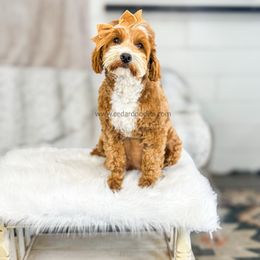 Kitts - Goldendoodle