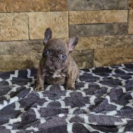 Orange Collar - Brindle and white male French Bulldog puppy in North Branch, Minnesota from Halverson Bulldogges