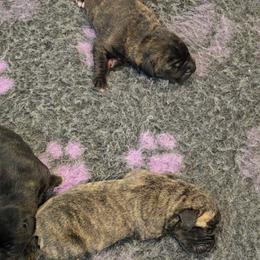 Female 2 - Tiger female Perro de Presa Canario puppy in Pocahontas, Illinois from Cabeza Grande Kennel