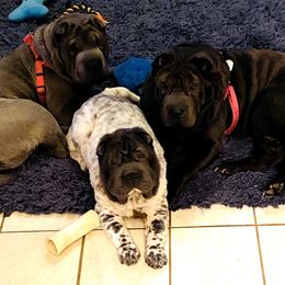 Chinese Shar-Pei from Carrie's Chinese Shar-Peis