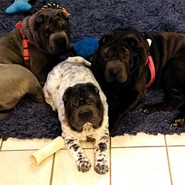 Chinese Shar-Pei from Carrie's Chinese Shar-Peis