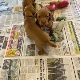 Vizsla Puppies from Foxfire Vizslas