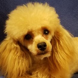 Poodles from Okie’s Cuties