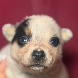 Jazz - Blue female Australian Cattle Dog puppy in Rosharon, Texas from 4Surge Cattle Dogs